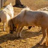 ...del pony Tot�...